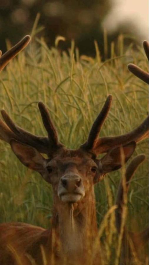 L'Hotie De Broceliande, Au Coeur Des Sites Naturels Et Legendaires Пампон Екстериор снимка