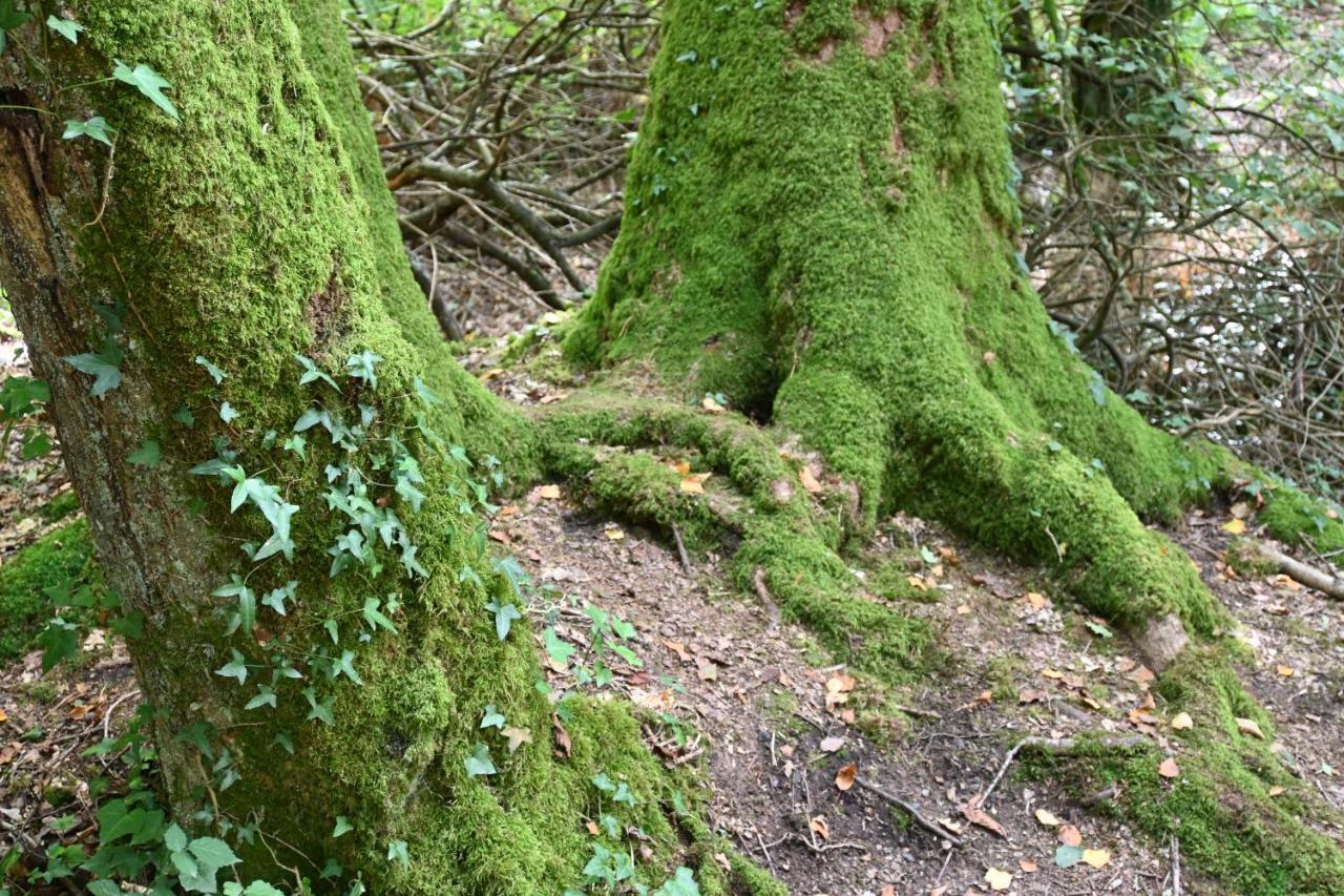 L'Hotie De Broceliande, Au Coeur Des Sites Naturels Et Legendaires Пампон Екстериор снимка