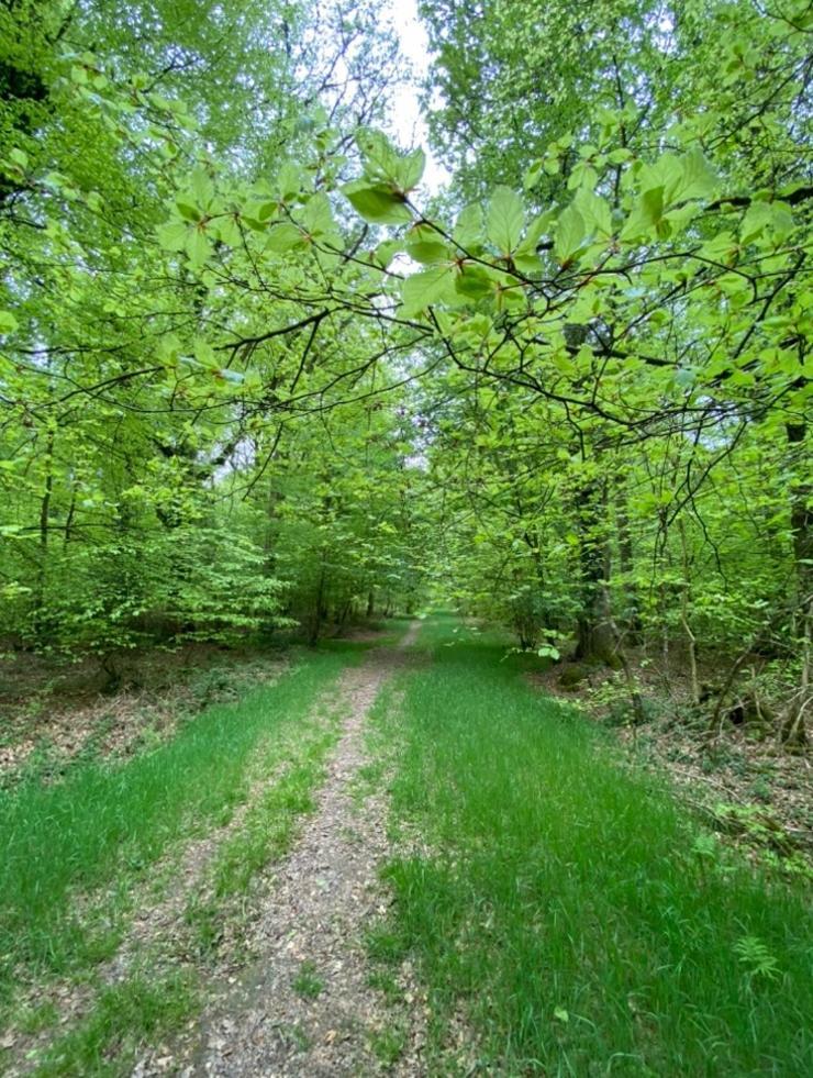 L'Hotie De Broceliande, Au Coeur Des Sites Naturels Et Legendaires Пампон Екстериор снимка